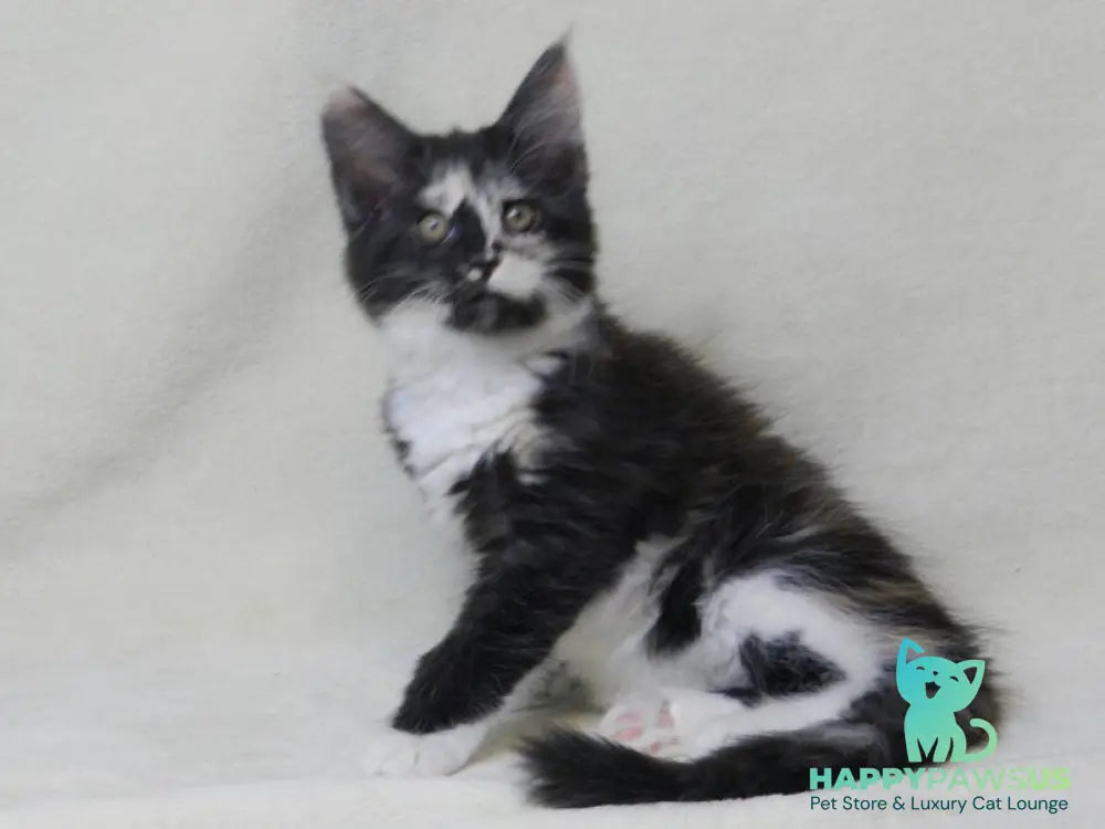 Evie Maine Coon female black tortie bicolour live animals