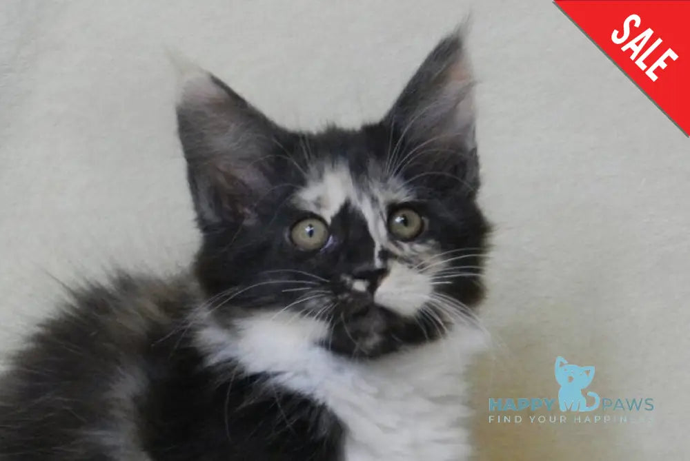 Evie Maine Coon female black tortie bicolour live animals
