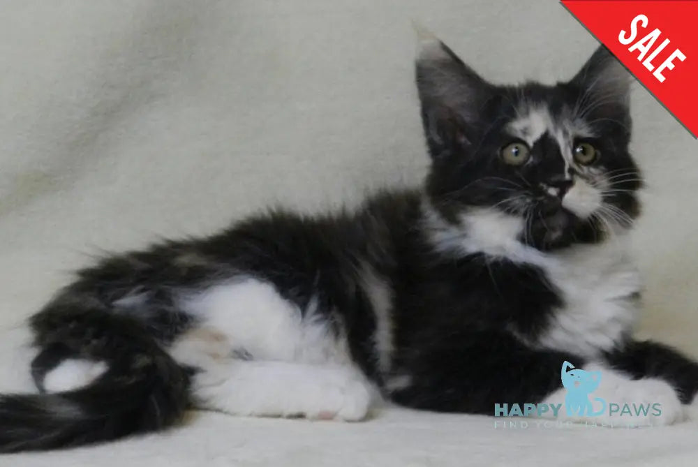 Evie Maine Coon female black tortie bicolour live animals