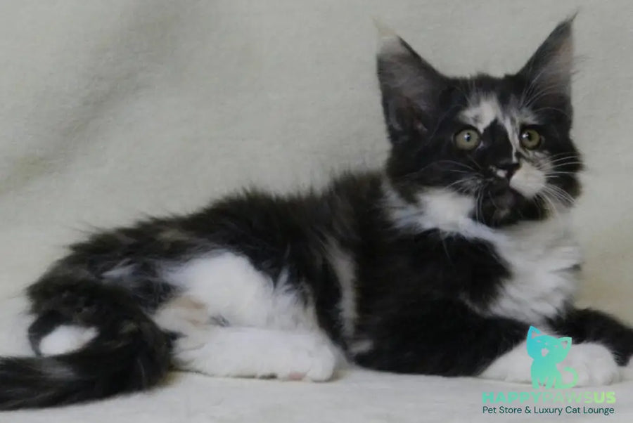 Evie Maine Coon female black tortie bicolour live animals