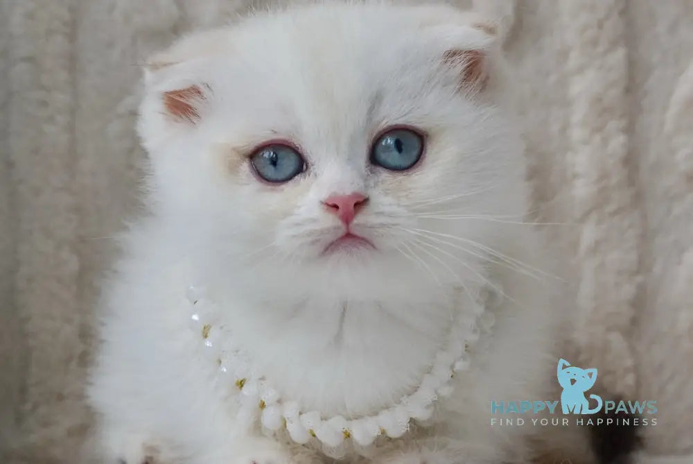 Evie Scottish Fold female black golden shaded pointed live animals