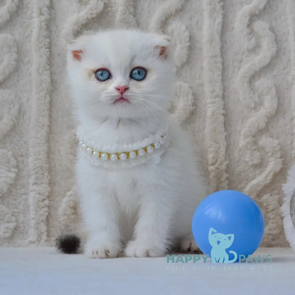 Evie Scottish Fold female black golden shaded pointed live animals