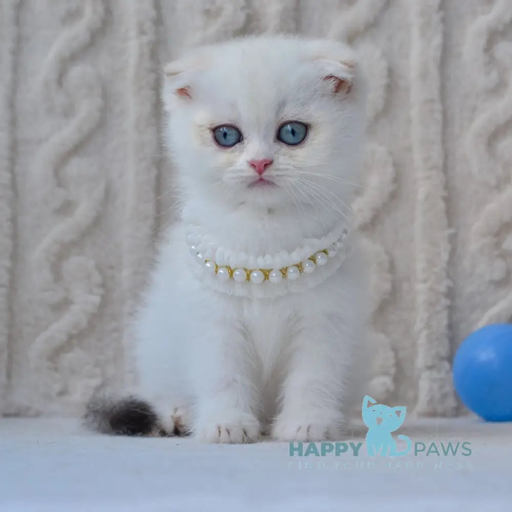 Evie Scottish Fold female black golden shaded pointed live animals