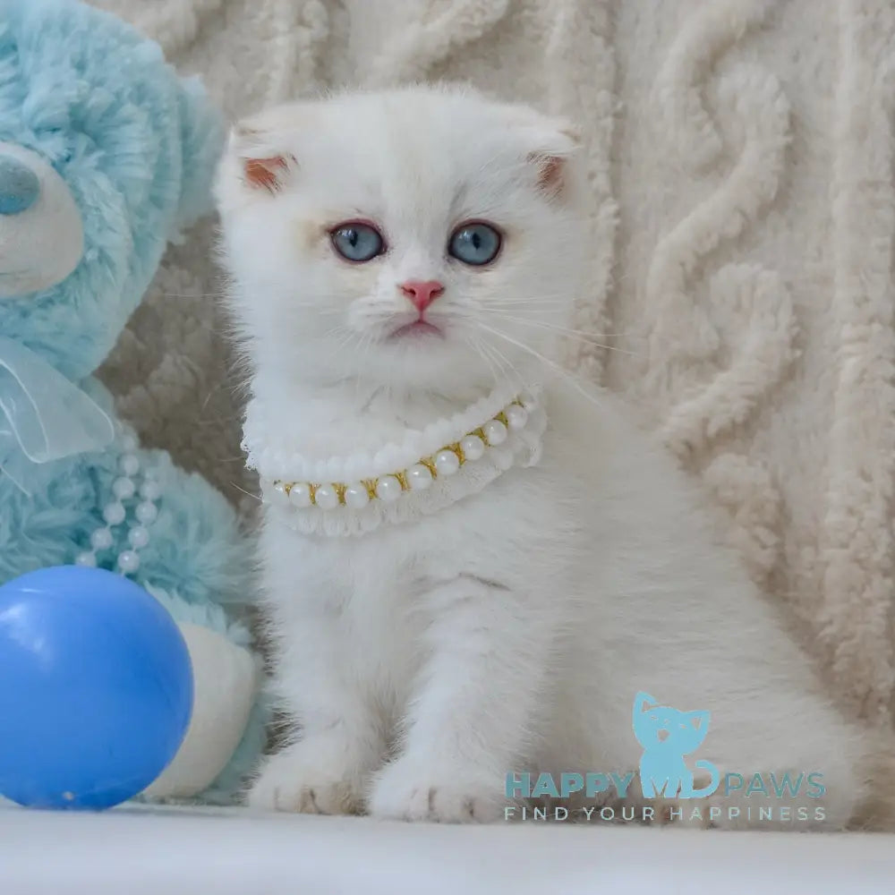 Evie Scottish Fold female black golden shaded pointed live animals