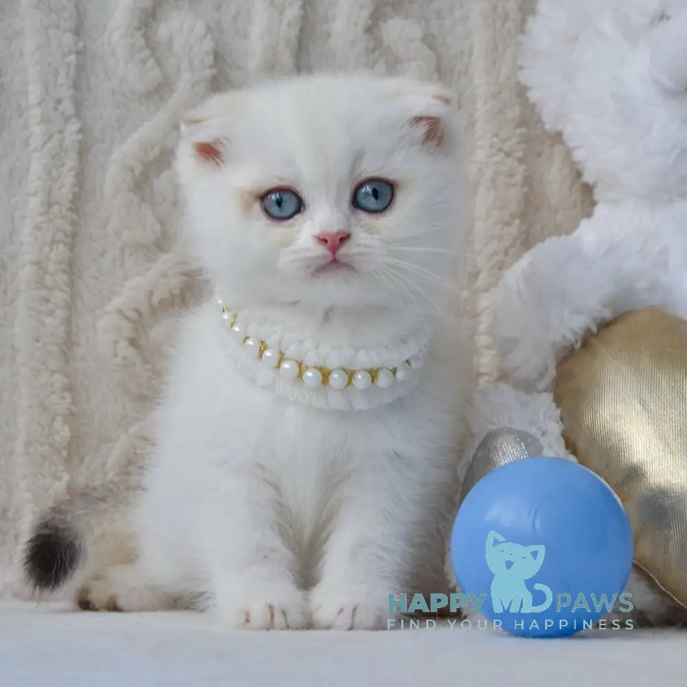 Evie Scottish Fold female black golden shaded pointed live animals