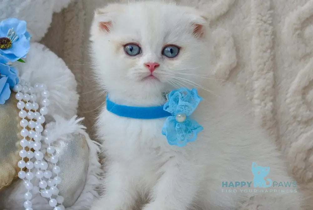 Evie Scottish Fold female black golden shaded pointed live animals
