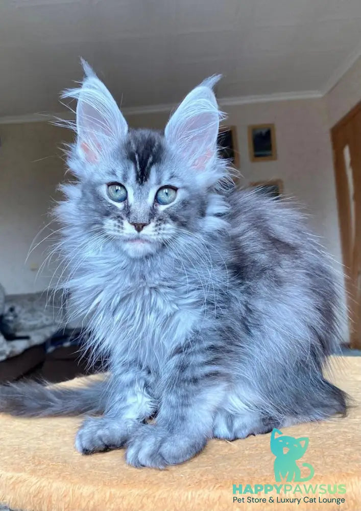 Evika Maine Coon female blue silver ticked tabby - live animals