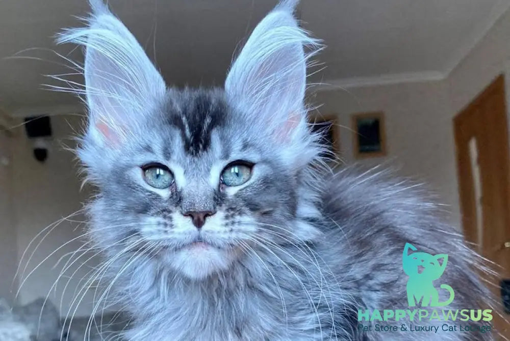 Evika Maine Coon female blue silver ticked tabby - live animals