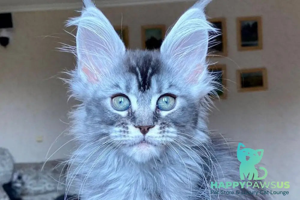 Evika Maine Coon female blue silver ticked tabby - live animals