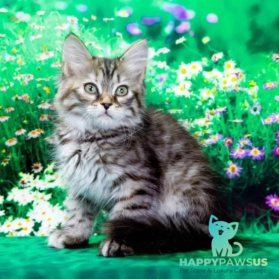 Evika Siberian female black tortie spotted tabby - live animals