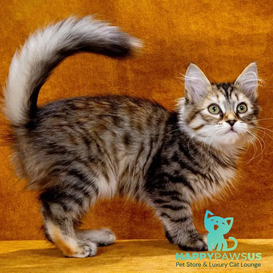 Evika Siberian female black tortie spotted tabby - live animals