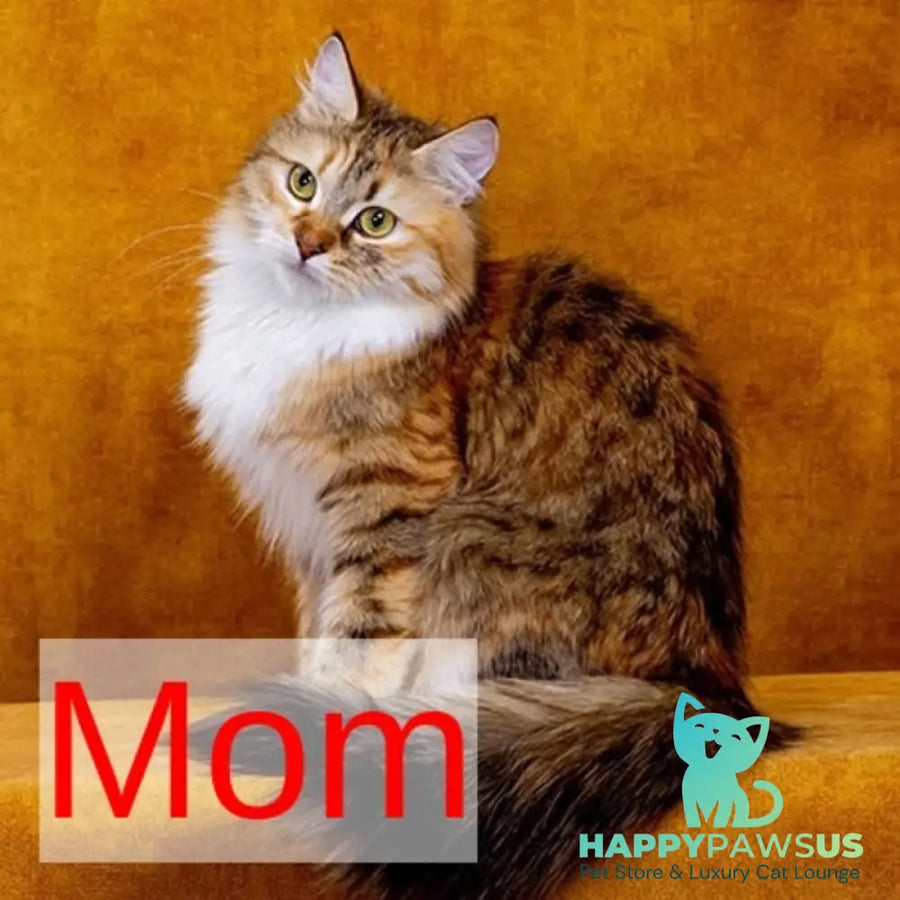 Evika Siberian female black tortie spotted tabby - live animals