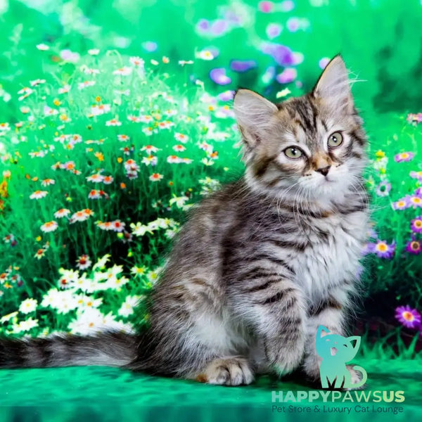 Evika Siberian female black tortie spotted tabby - live animals