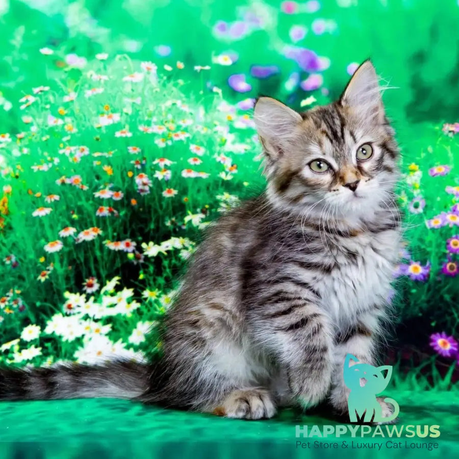 Evika Siberian female black tortie spotted tabby - live animals