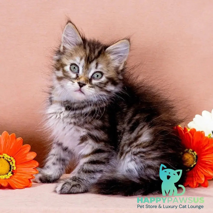 Evika Siberian female black tortie spotted tabby - live animals