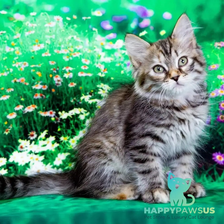 Evika Siberian female black tortie spotted tabby - live animals