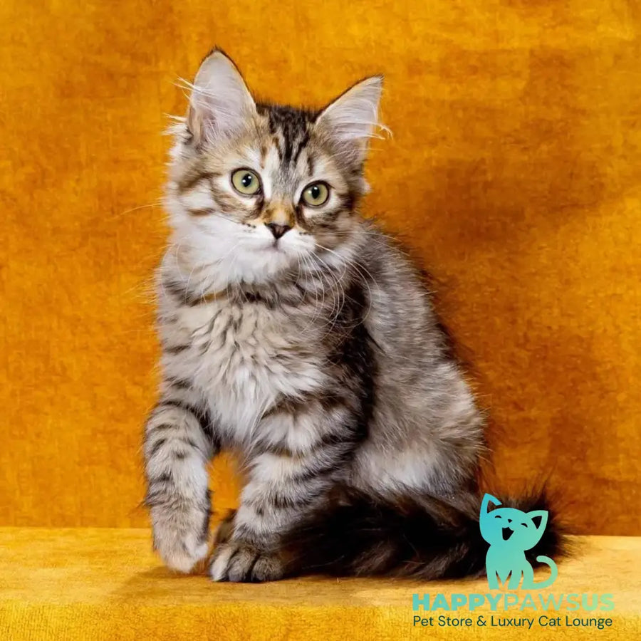 Evika Siberian female black tortie spotted tabby - live animals
