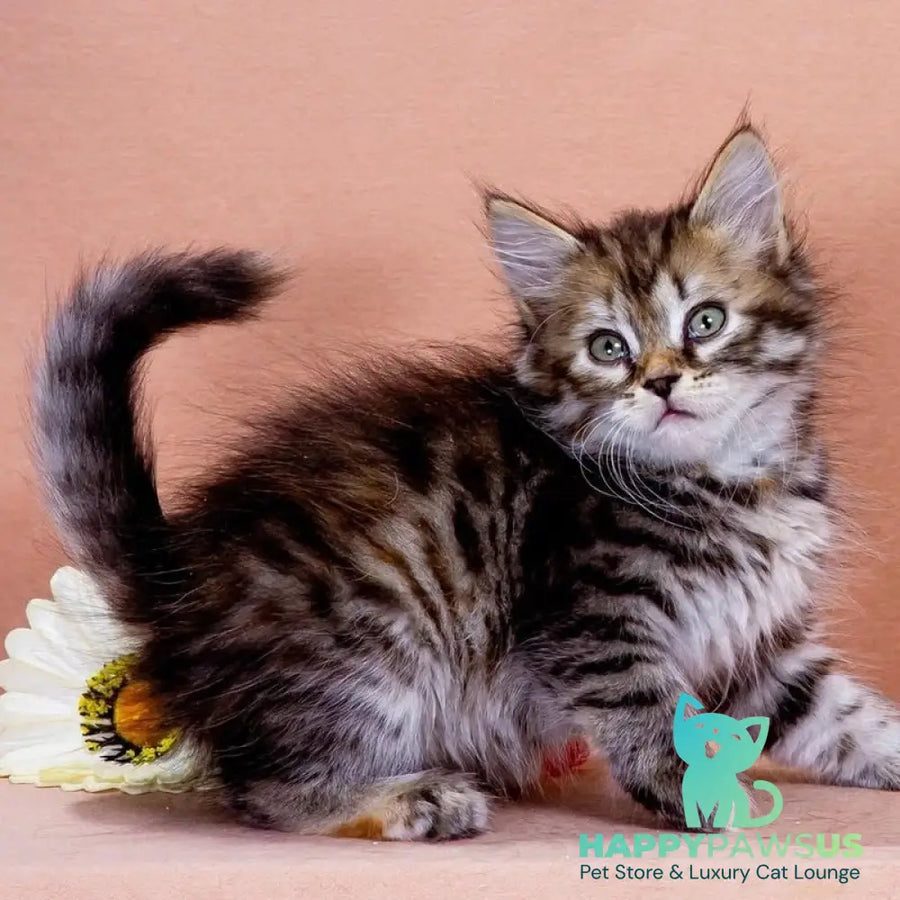 Evika Siberian female black tortie spotted tabby - live animals