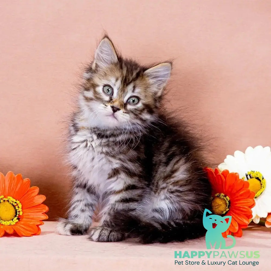 Evika Siberian female black tortie spotted tabby - live animals