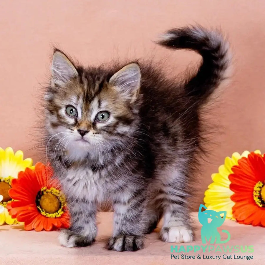 Evika Siberian female black tortie spotted tabby - live animals