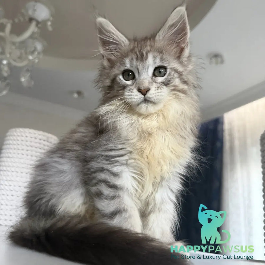 Evita Maine Coon female black silver tabby - live animals