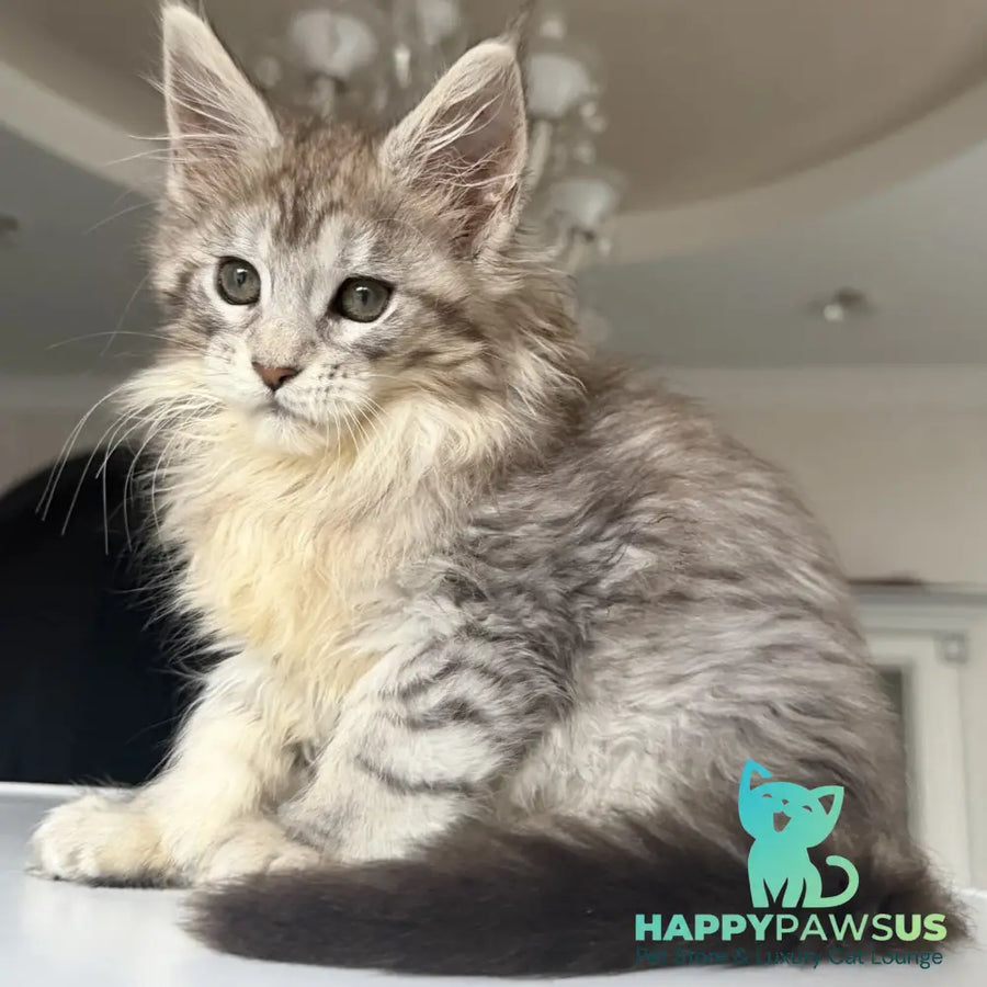 Evita Maine Coon female black silver tabby - live animals