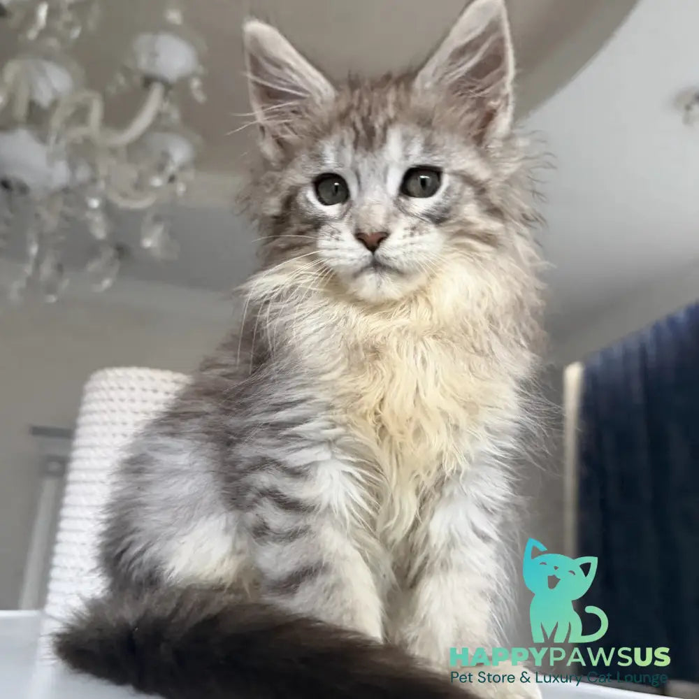 Evita Maine Coon female black silver tabby - live animals