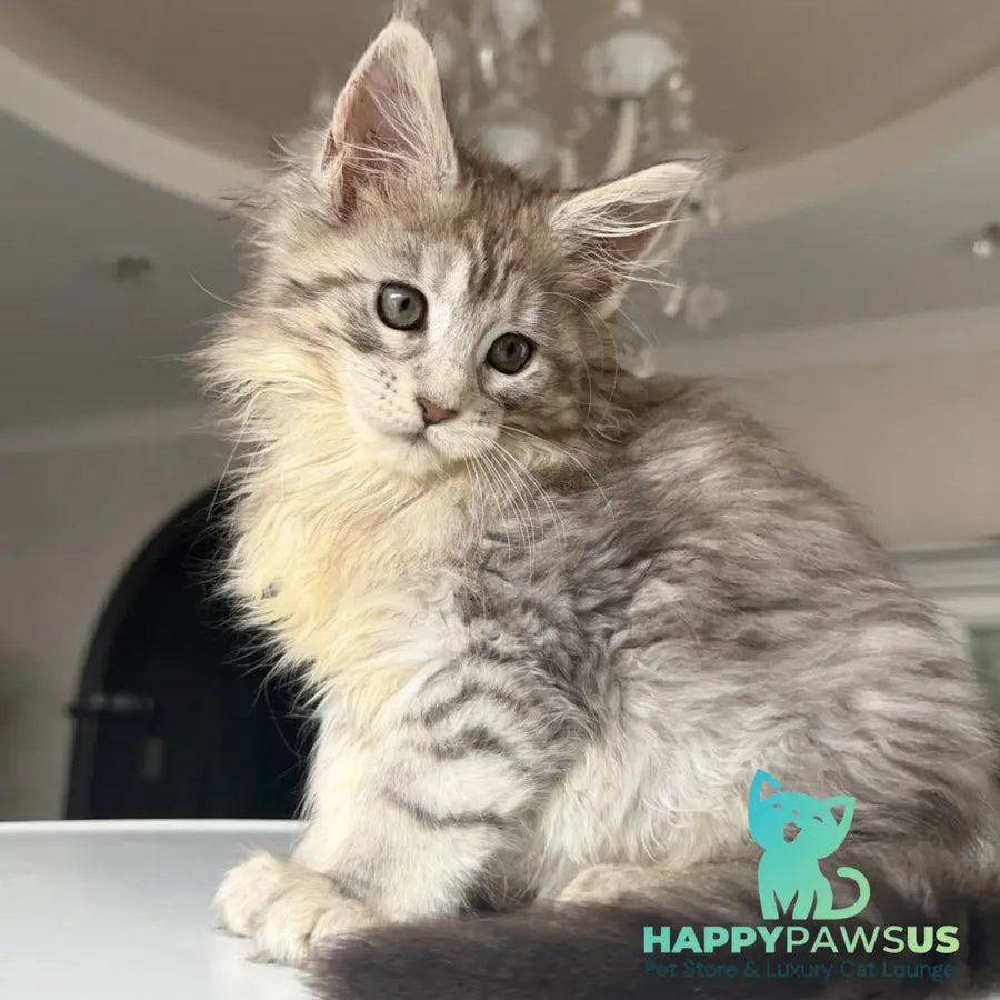 Evita Maine Coon female black silver tabby - live animals