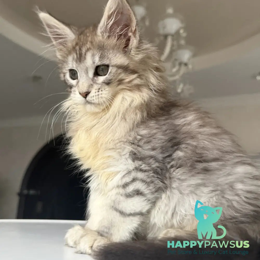 Evita Maine Coon female black silver tabby - live animals
