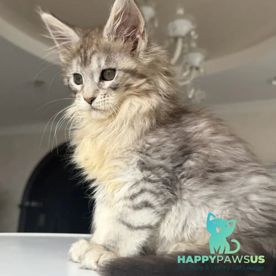 Evita Maine Coon female black silver tabby - live animals