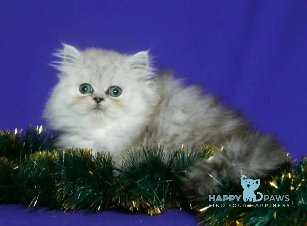 Evlad Persian male black silver shaded live animals