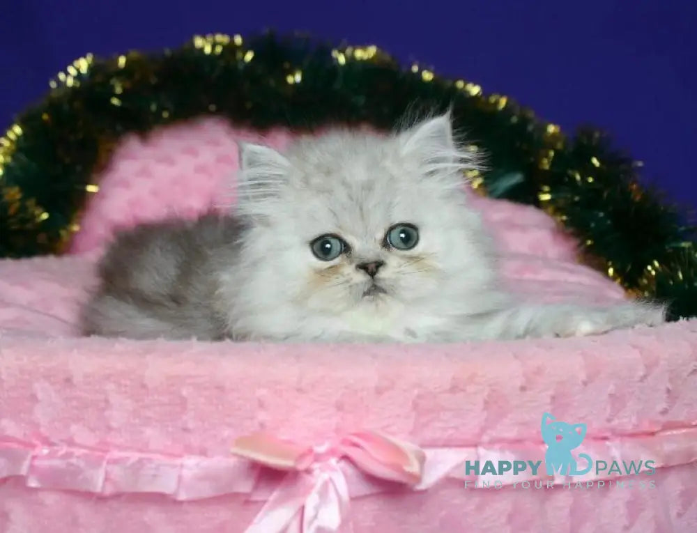 Evlad Persian male black silver shaded live animals