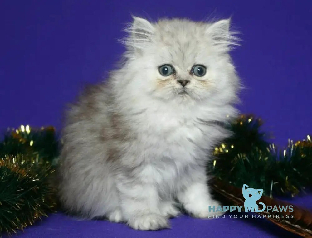 Evlad Persian male black silver shaded live animals