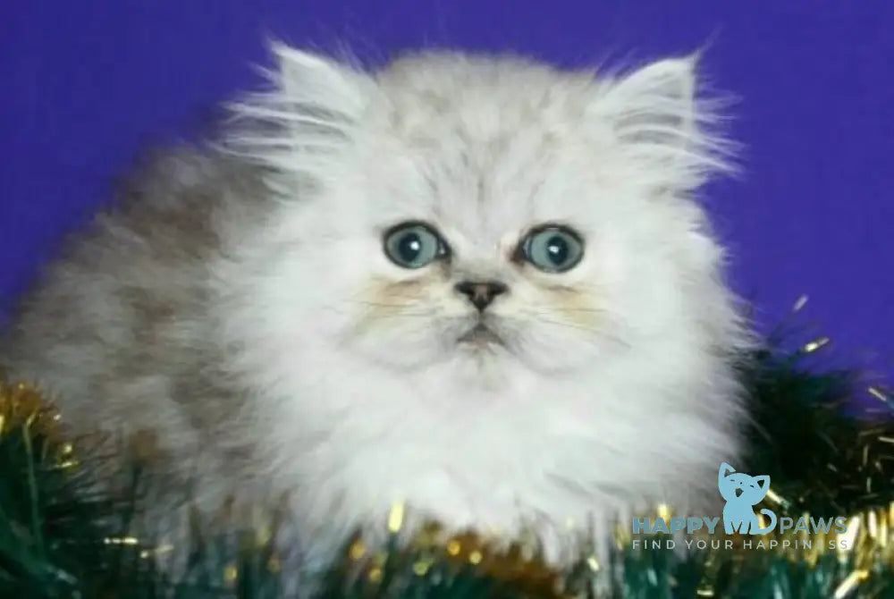 Evlad Persian male black silver shaded live animals