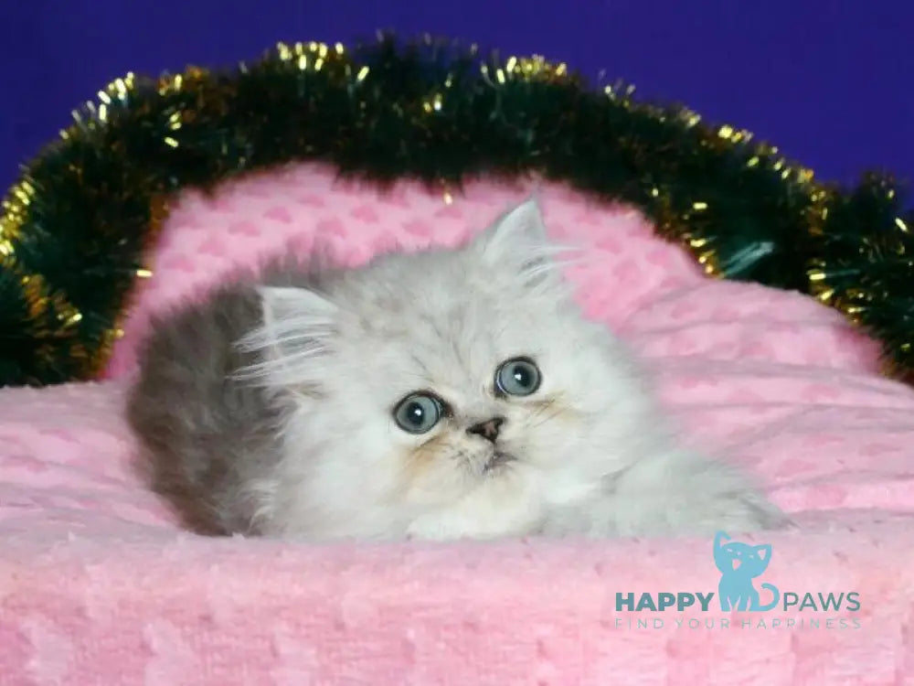 Evlad Persian male black silver shaded live animals