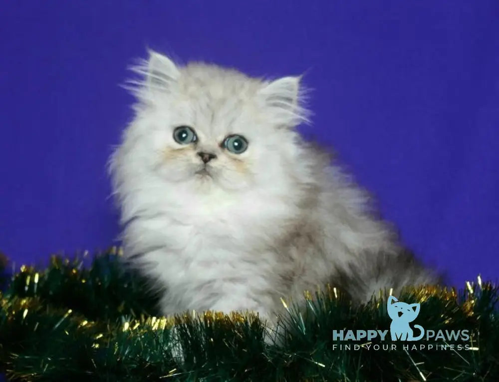 Evlad Persian male black silver shaded live animals