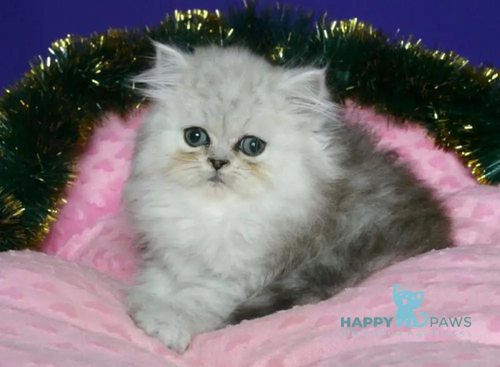 Evlad Persian male black silver shaded live animals