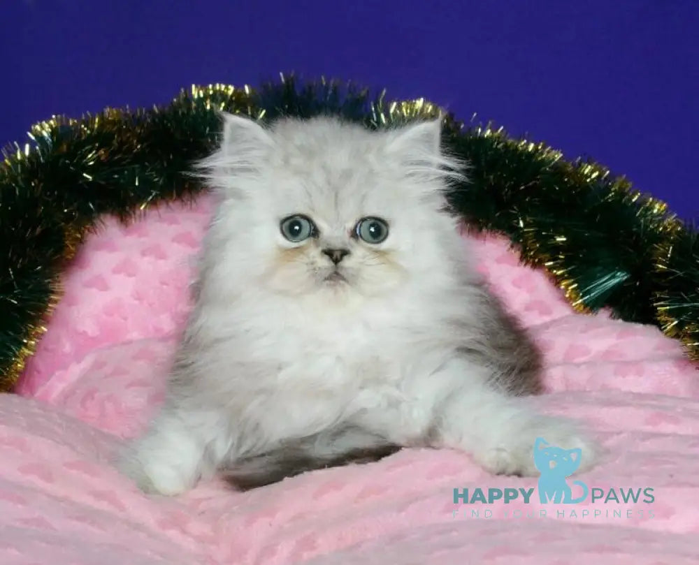 Evlad Persian male black silver shaded live animals