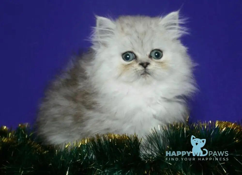 Evlad Persian male black silver shaded live animals