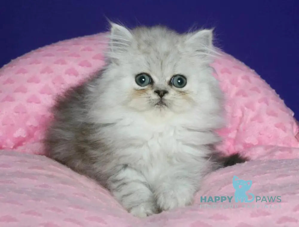 Evlad Persian male black silver shaded live animals