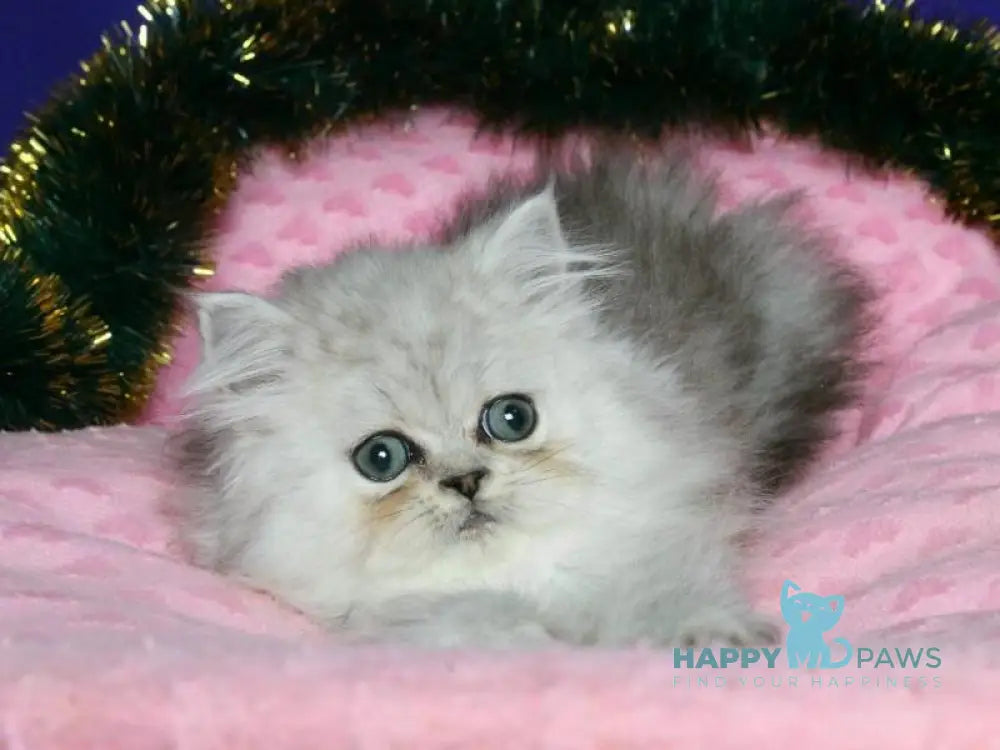 Evlad Persian male black silver shaded live animals