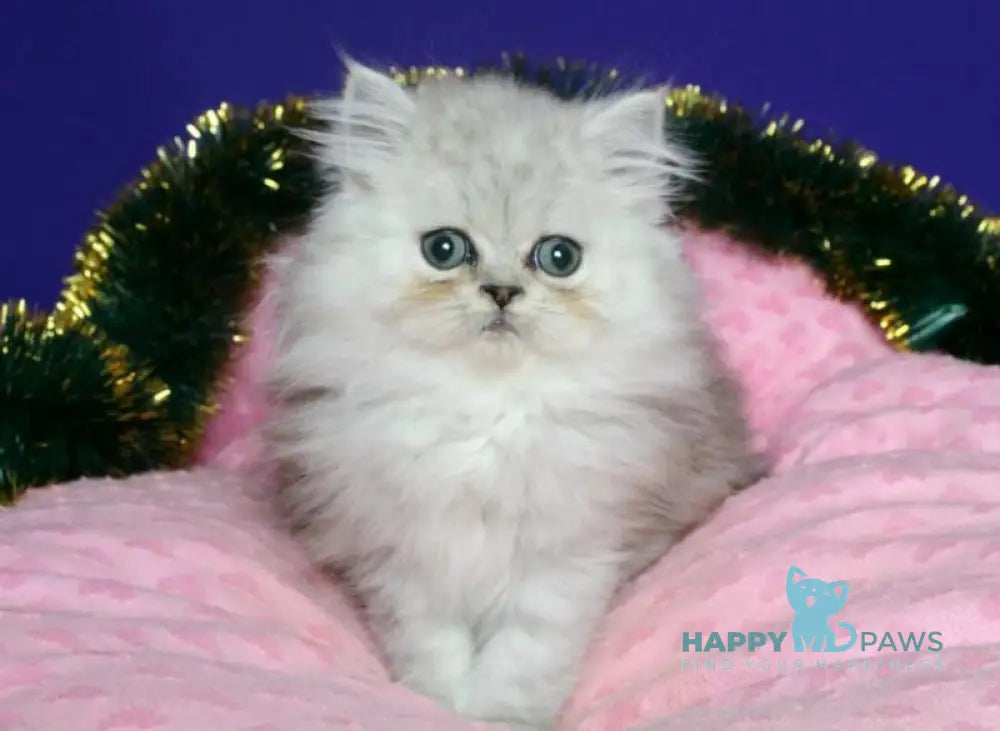 Evlad Persian male black silver shaded live animals