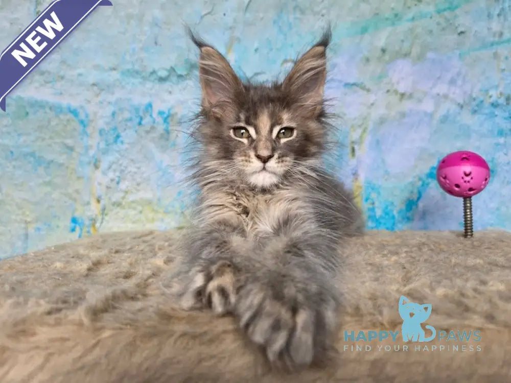 Evpatoria Maine Coon female blue tortie ticked tabby live animals
