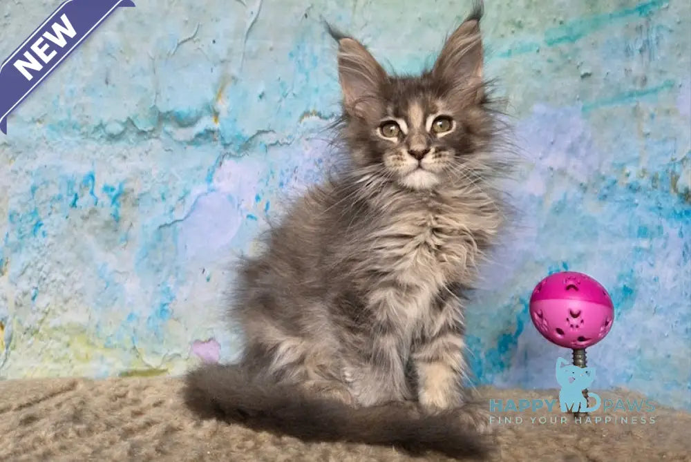 Evpatoria Maine Coon female blue tortie ticked tabby live animals