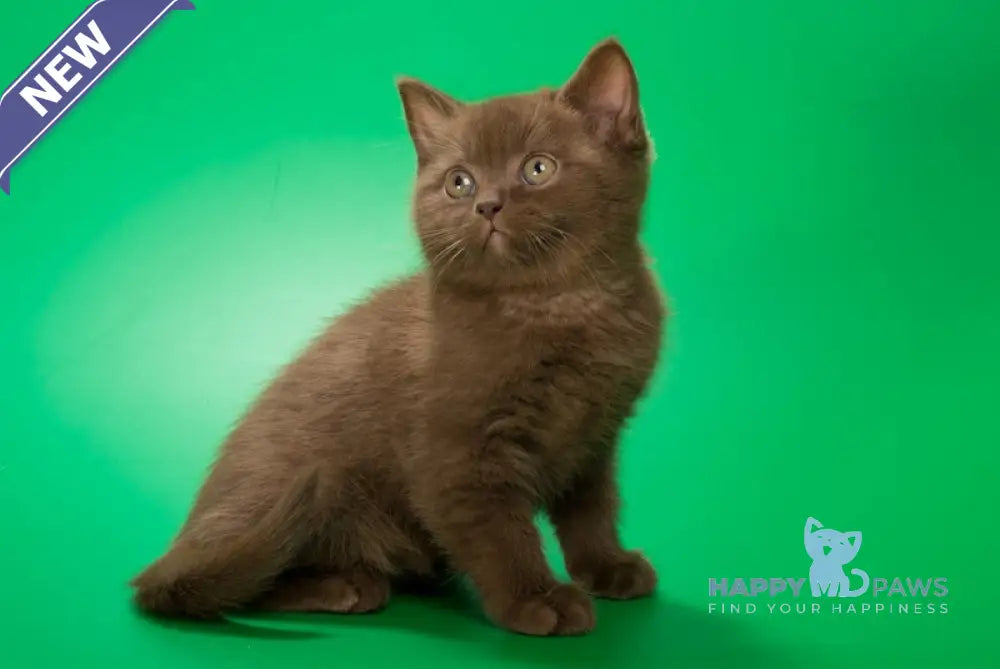 Evrik British Shorthair male chocolate live animals