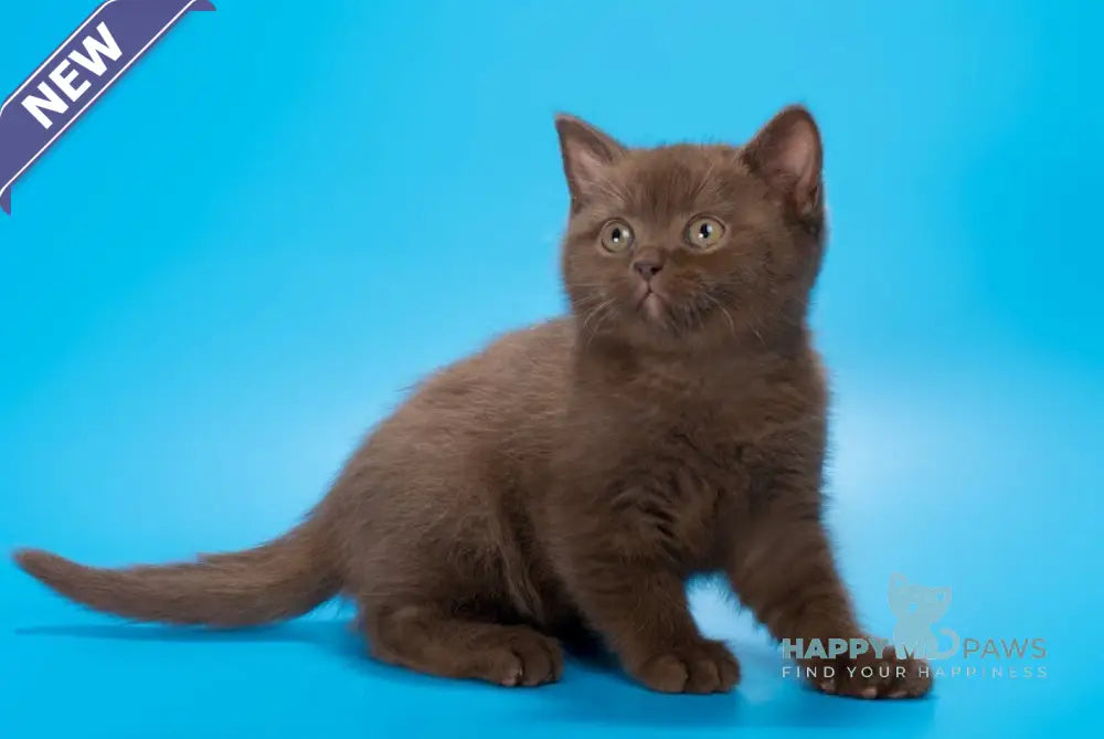 Evrik British Shorthair male chocolate live animals