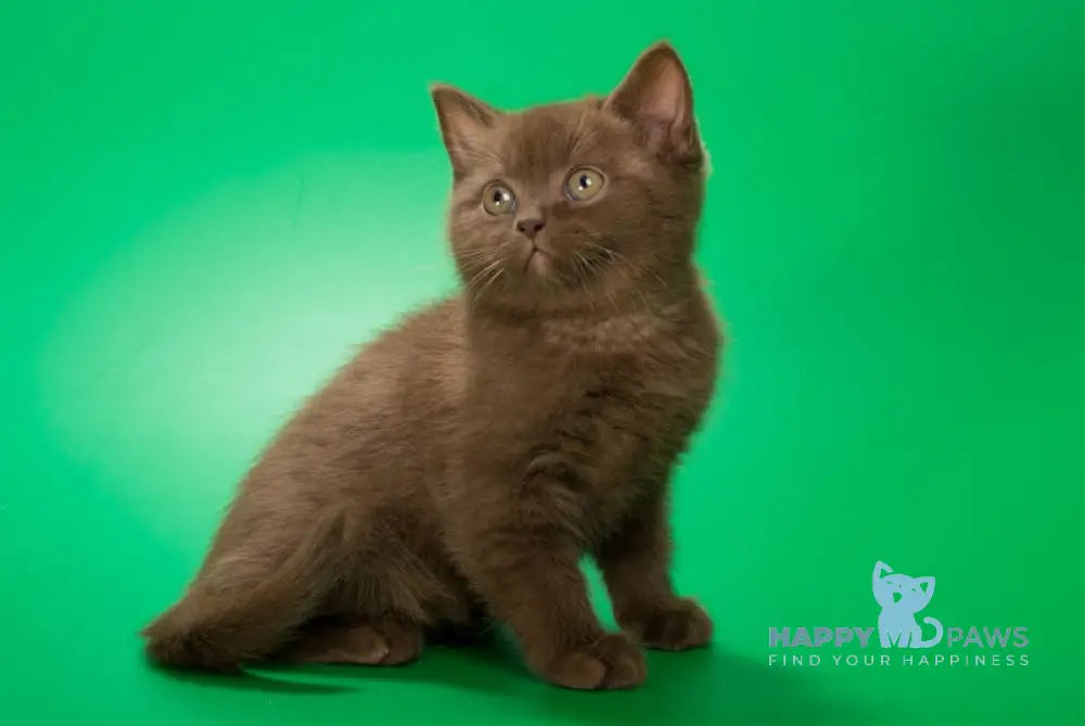 Evrik British Shorthair male chocolate live animals