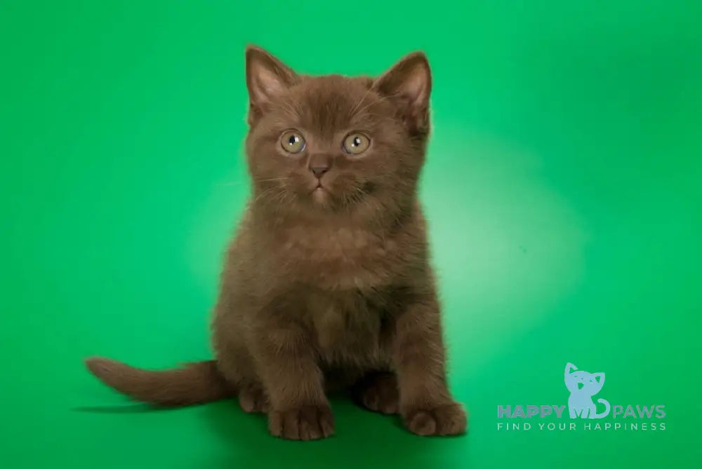 Evrik British Shorthair male chocolate live animals