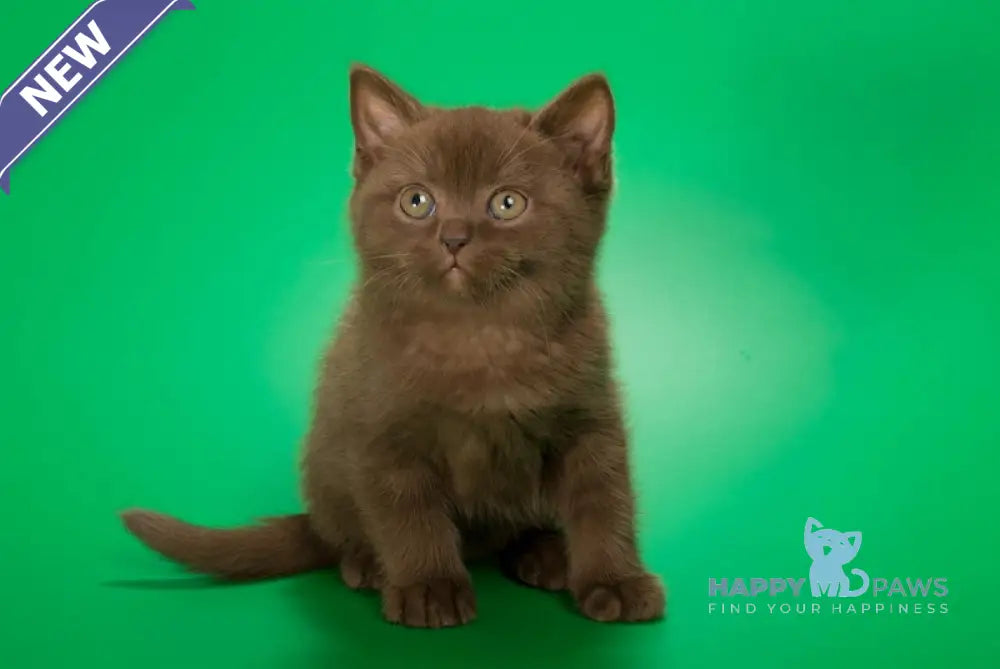 Evrik British Shorthair male chocolate live animals