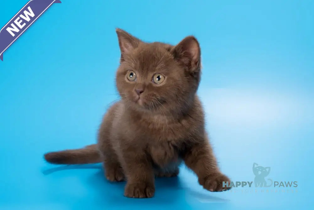 Evrik British Shorthair male chocolate live animals